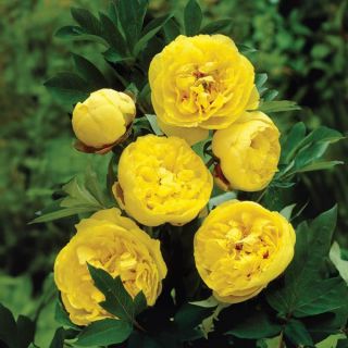 Yellow Crown Itoh Peony Thumbnail